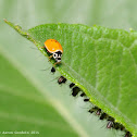 Polished lady beetle