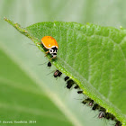 Polished lady beetle