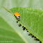 Polished lady beetle