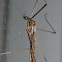 Limoniid Crane Fly