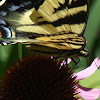 Western Tiger Swallowtail