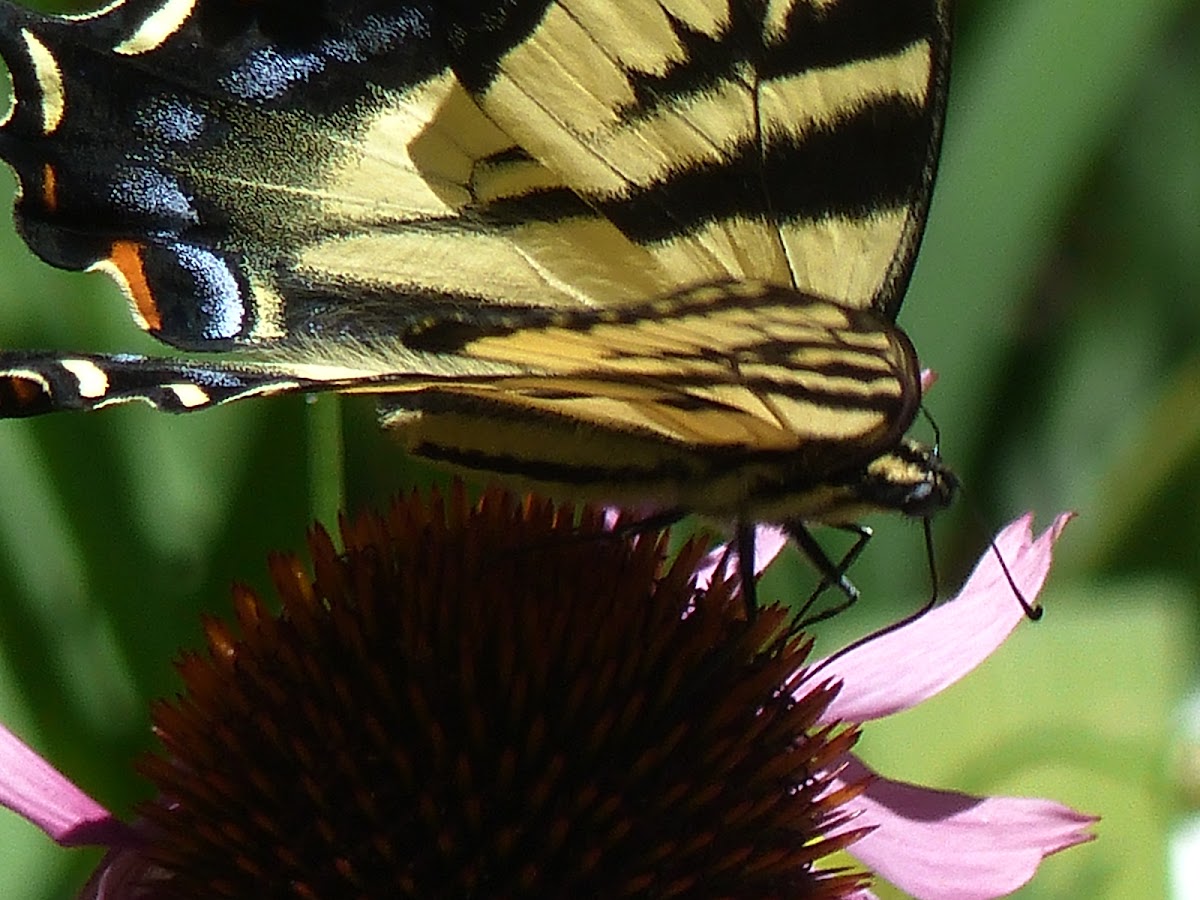 Western Tiger Swallowtail