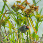 Palm Warbler