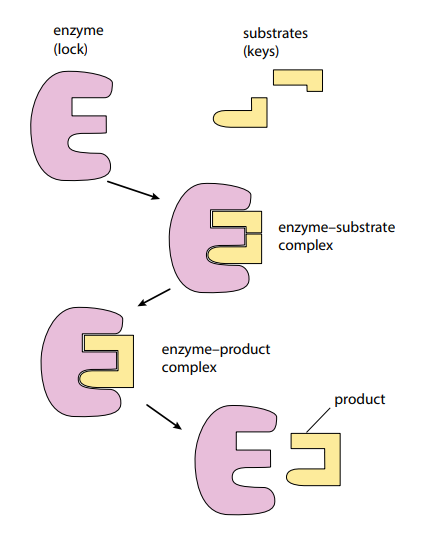 Diagram, schematic

Description automatically generated