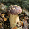 Reddish Brown Bitter Bolete