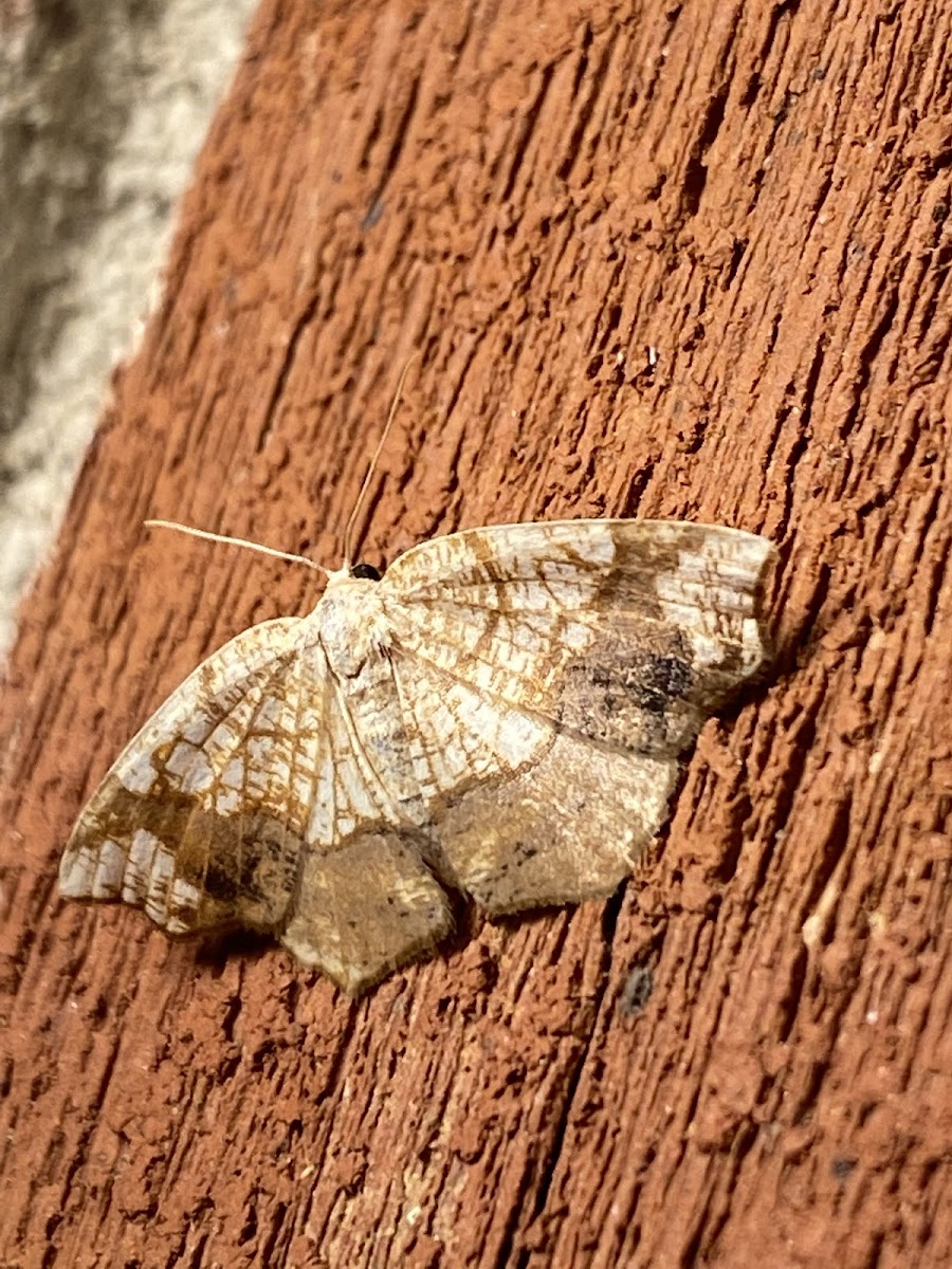 Horned spanworm moth