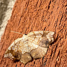 Horned spanworm moth