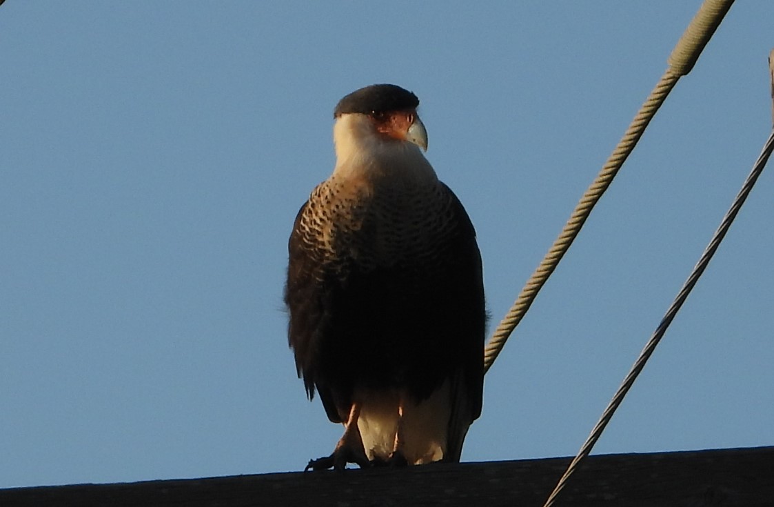 Northern crested caracara