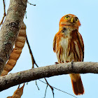 Caburé (Ferruginous Pygmy-Owl)