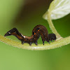 Fruit-piercing Moth caterpillar