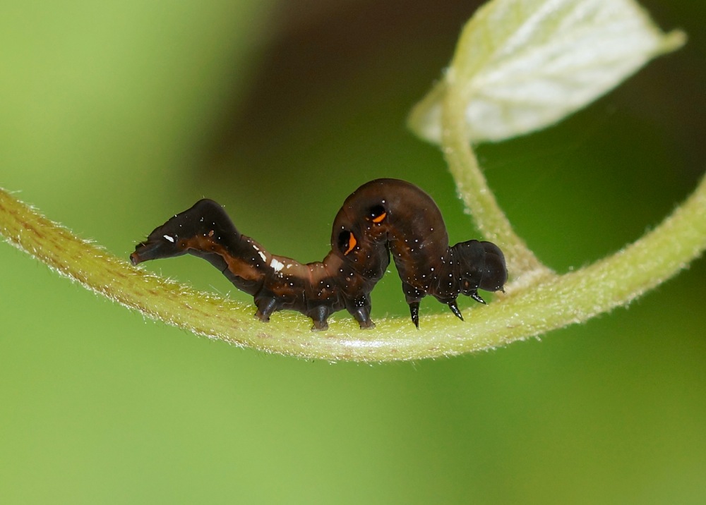 Fruit-piercing Moth caterpillar