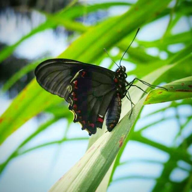 Mariposa manchas rojas.