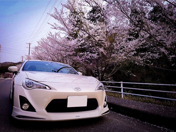 86のお花見ドライブ・桜とコラボ・車好きな人と繋がりたい・ドライブに関するカスタム事例の投稿画像1枚目