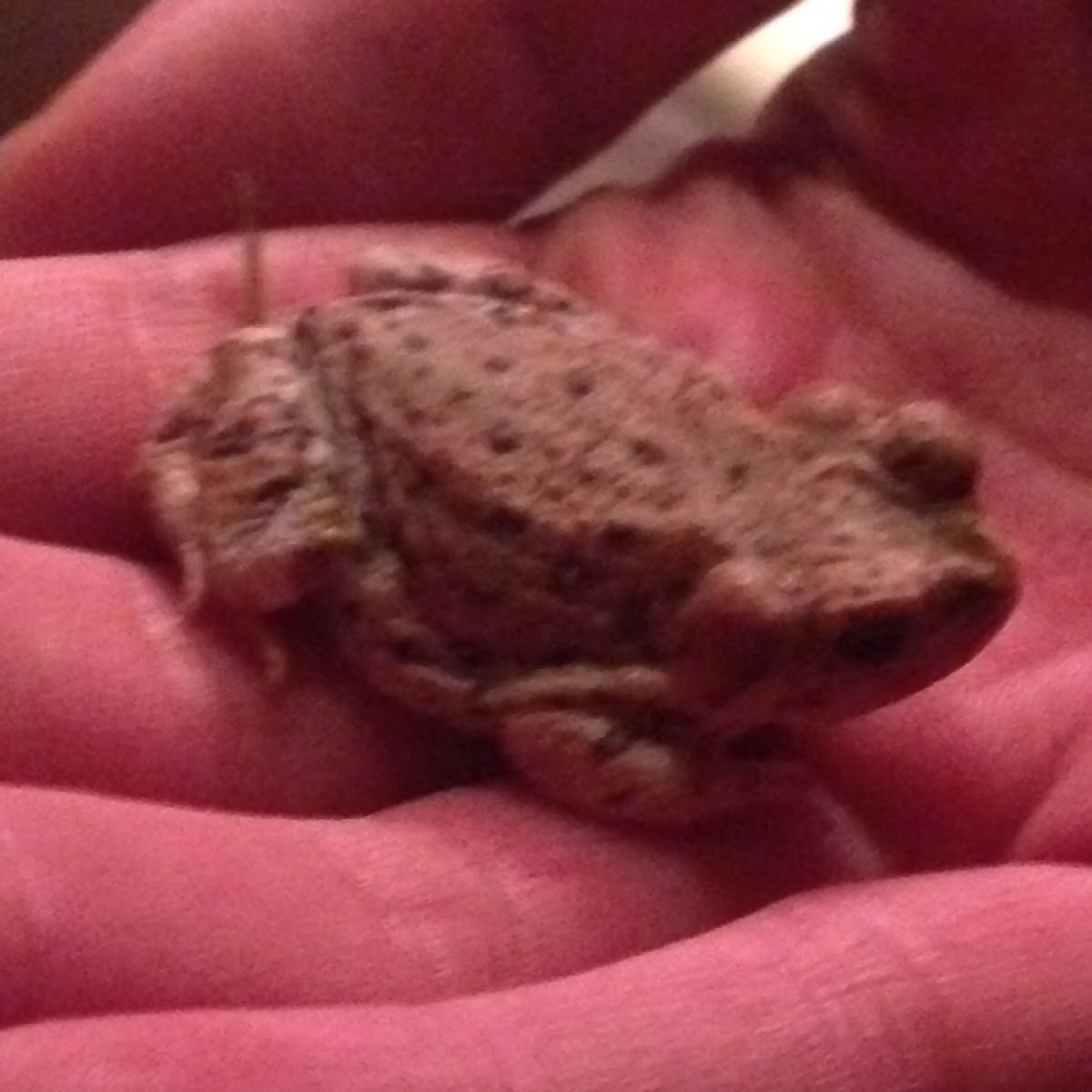 Canyon Treefrog