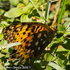 Dark Green Fritillary