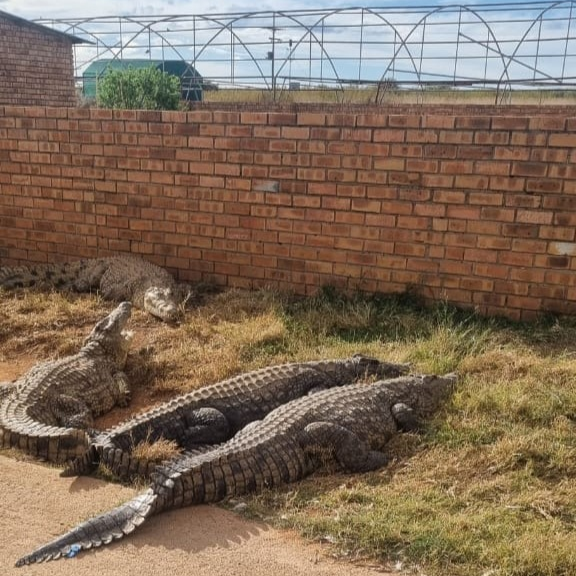 The 2.5m Nile crocodile that was stolen from a farm in Haartbeesfontein was returned home and is doing well.
