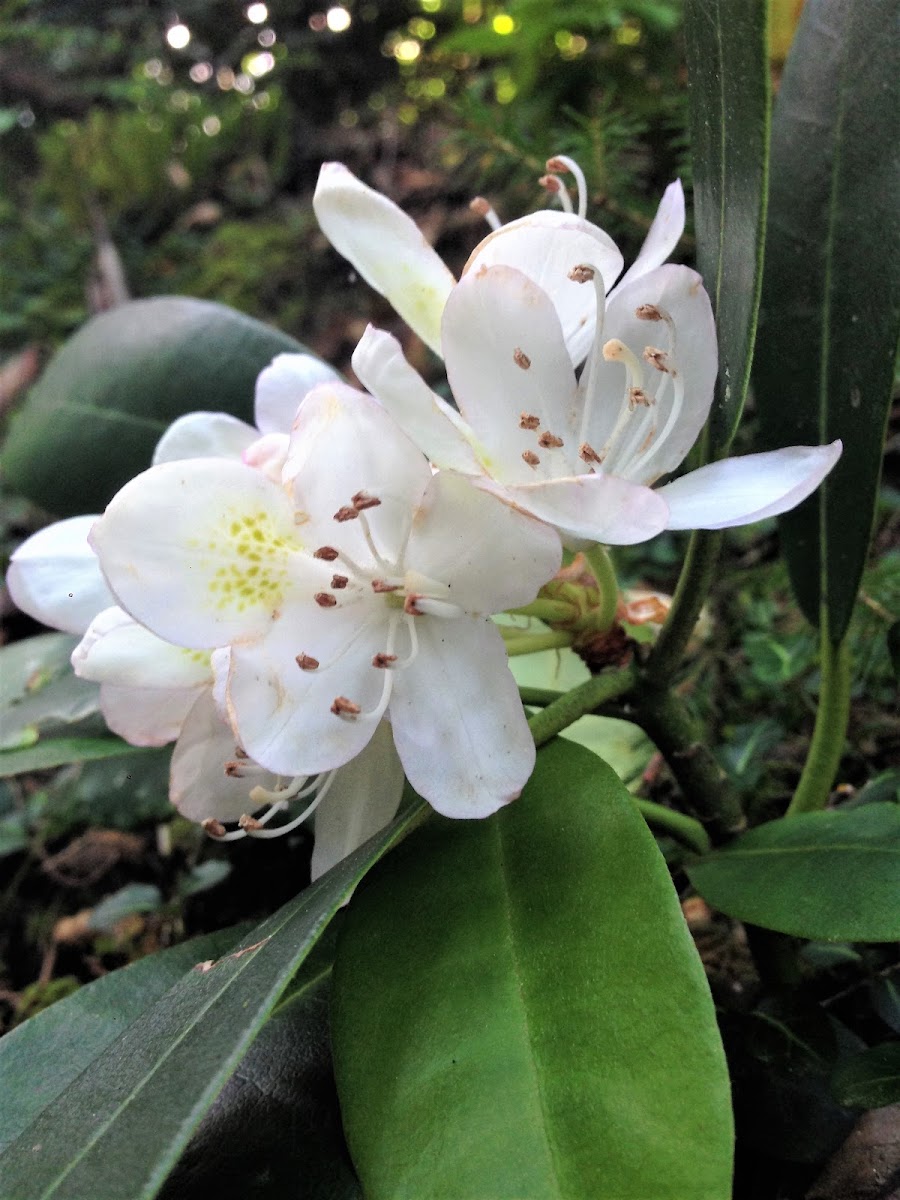 Great Rhododendron