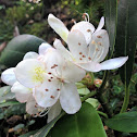 Great Rhododendron