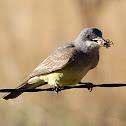 Cassin's Kingbird