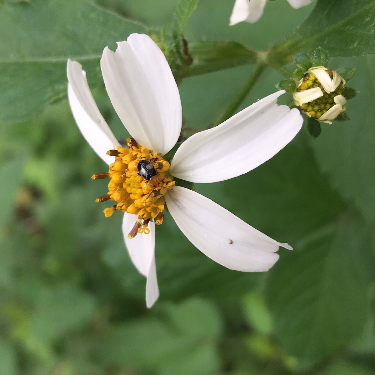 Flea Beetle