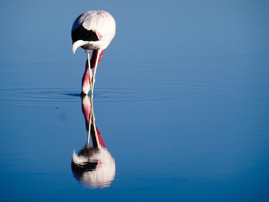 Flamingo di zucchifrancesco