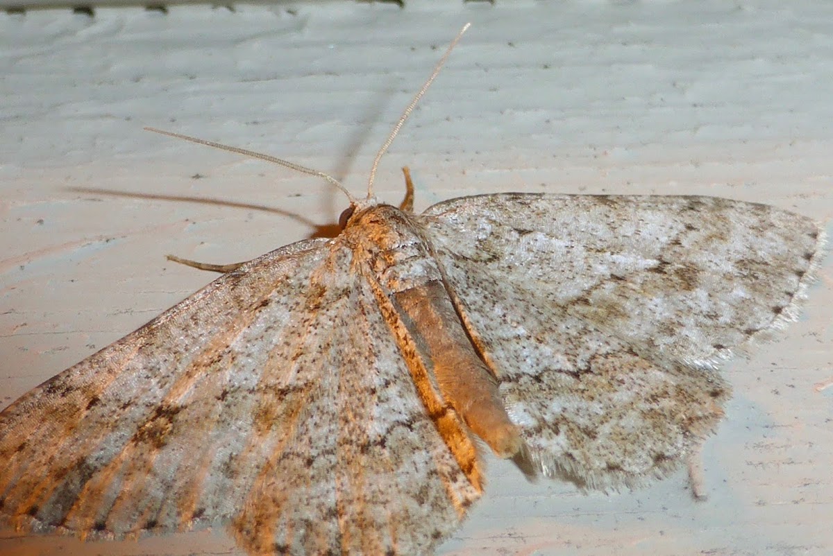 Small Engrailed