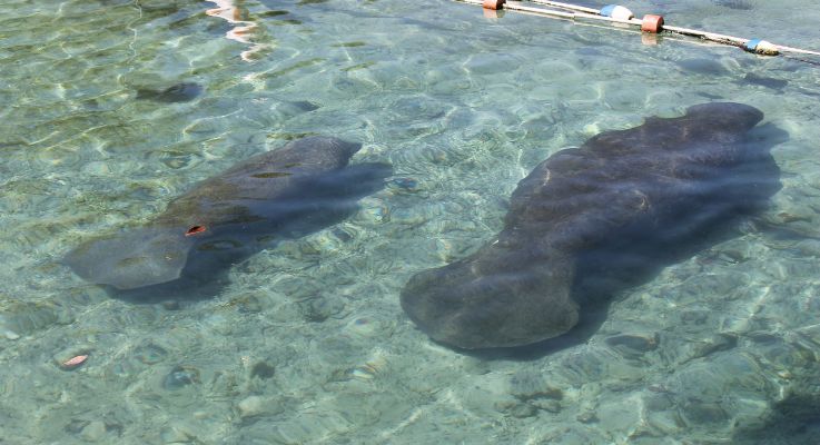 Beautiful Manatees