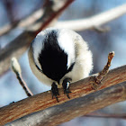 Black-capped Chickadee