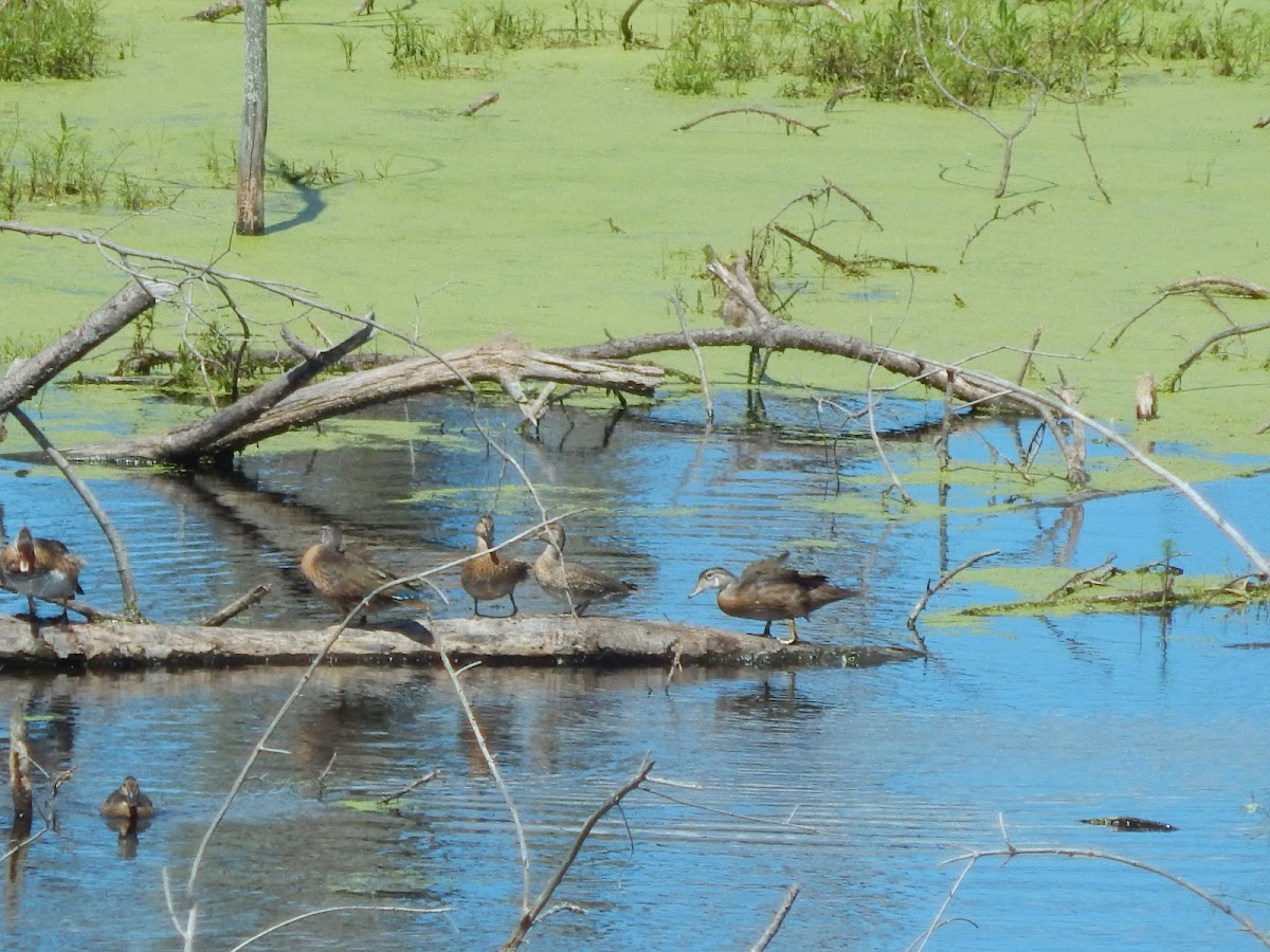 Wood Ducks