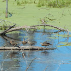 Wood Ducks