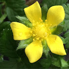 Mock Wild Strawberry