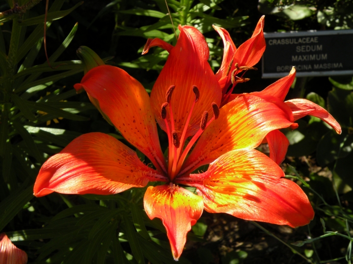 Lilium Bulbiferus di gironini67