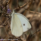 Small White