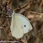 Small White