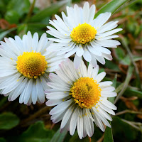 polvere di polline primaverile di 