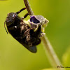 Carpenter Bee