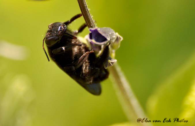 Carpenter Bee