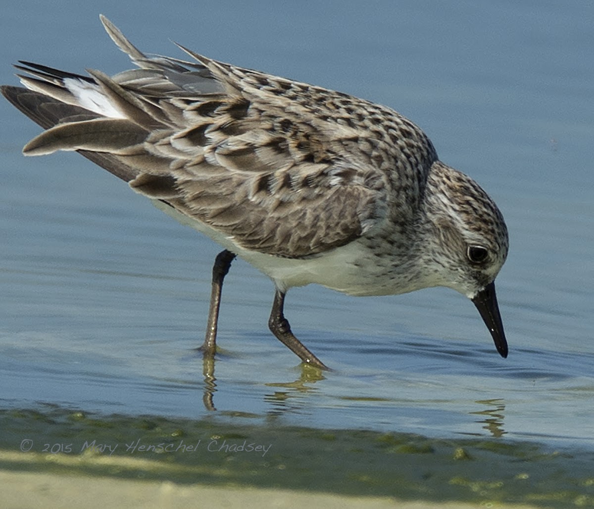 Least Sandpiper