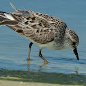 Least Sandpiper