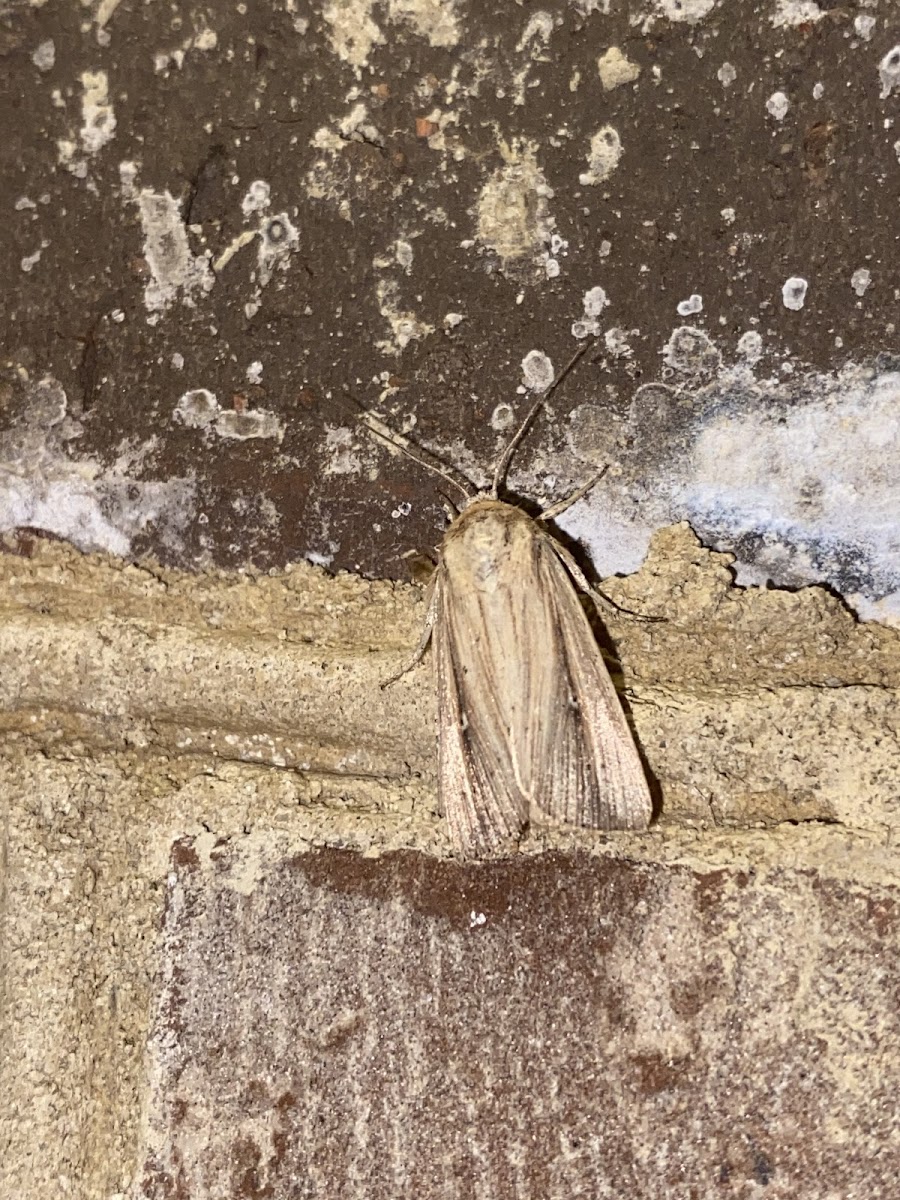 Adjutant wainscot