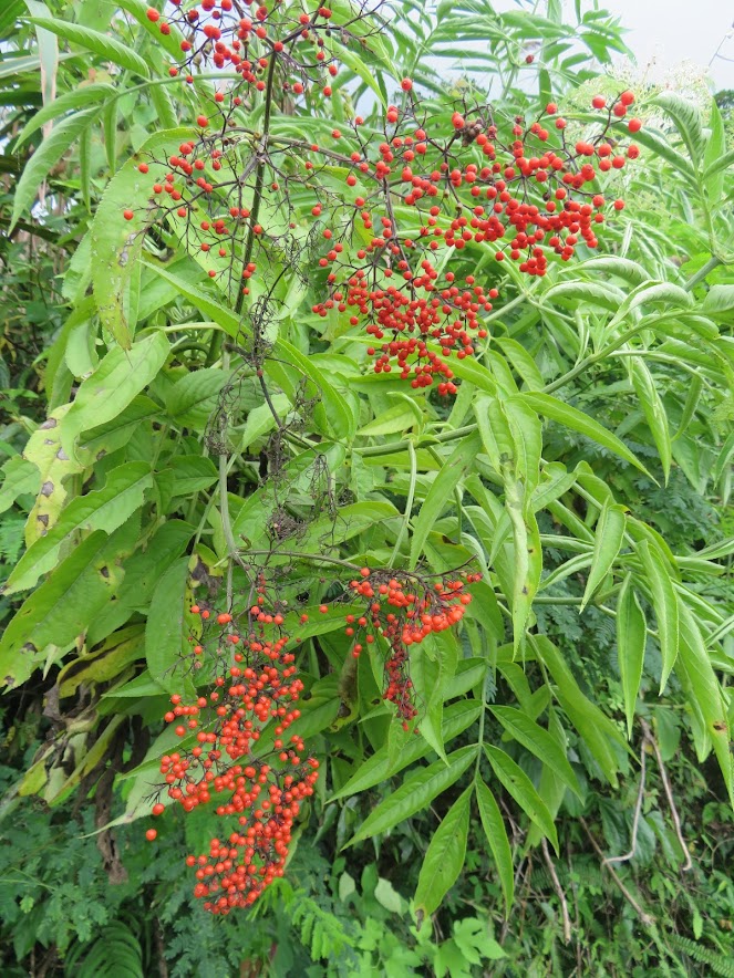 2018_花蓮～佐倉步道 走 沙婆噹山*