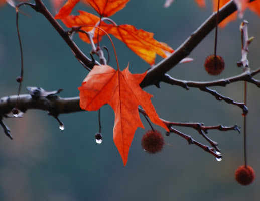 Autumn leaves di luiker