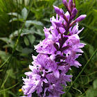 Common Spotted Orchid