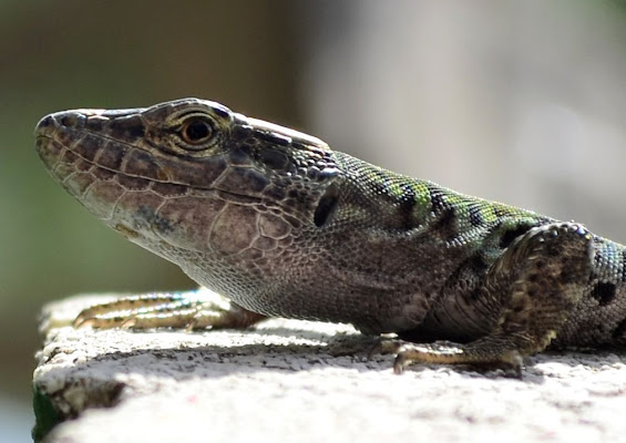 il drago di benevento di lopicchio