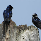 Purple martin