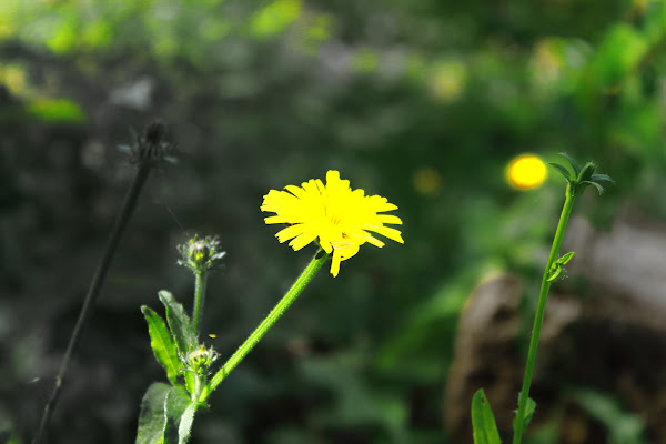 Primavera di Cristian74