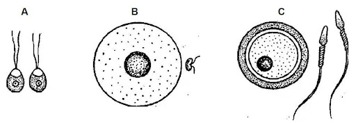 Sexual reproduction