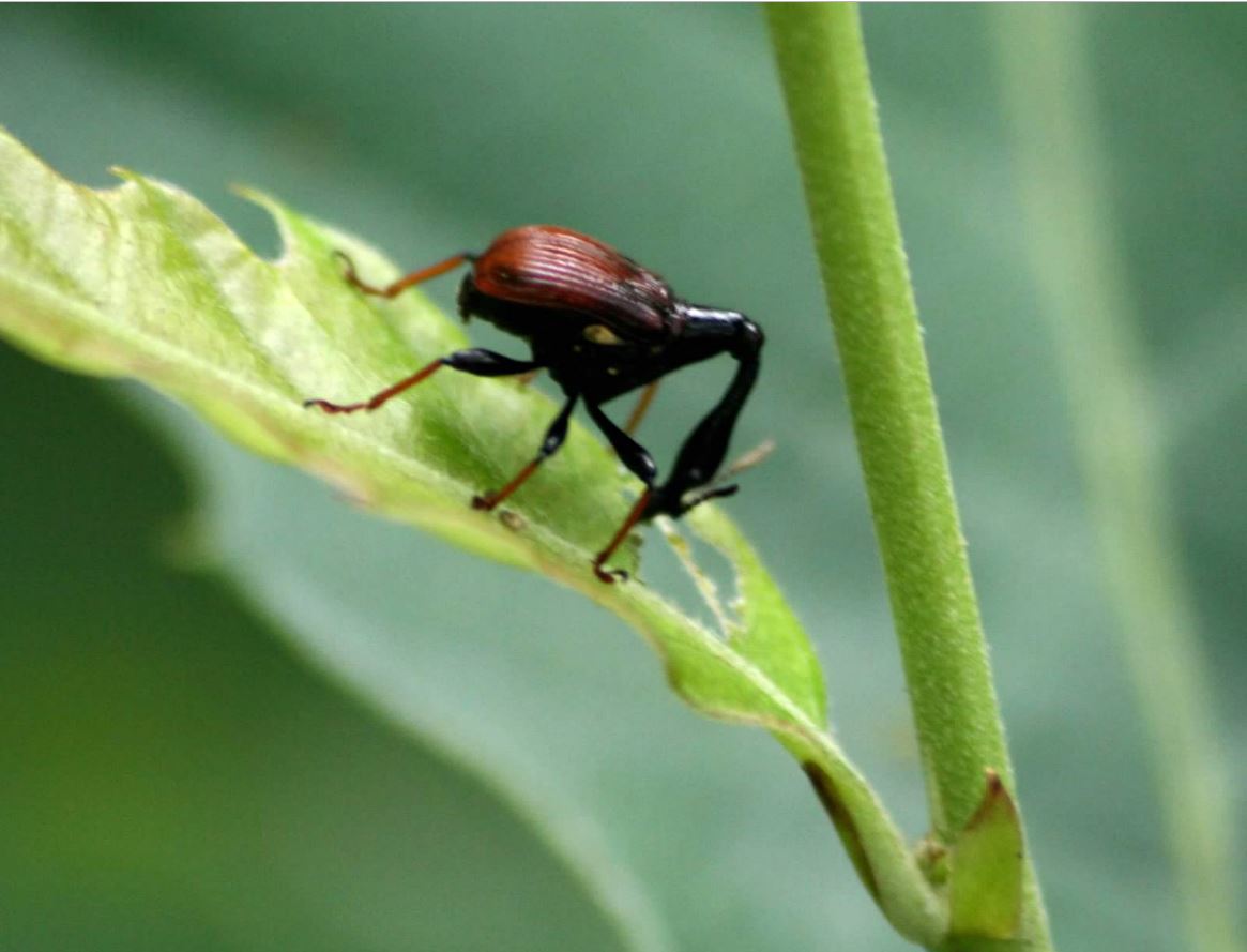 Goose Weevil (Korean)