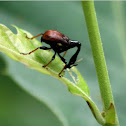 Goose Weevil (Korean)