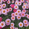 Item logo image for Small Purple and Pink Flowers